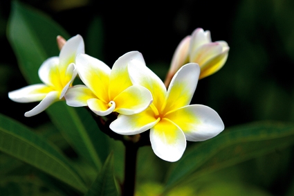 fleur de frangipanier
